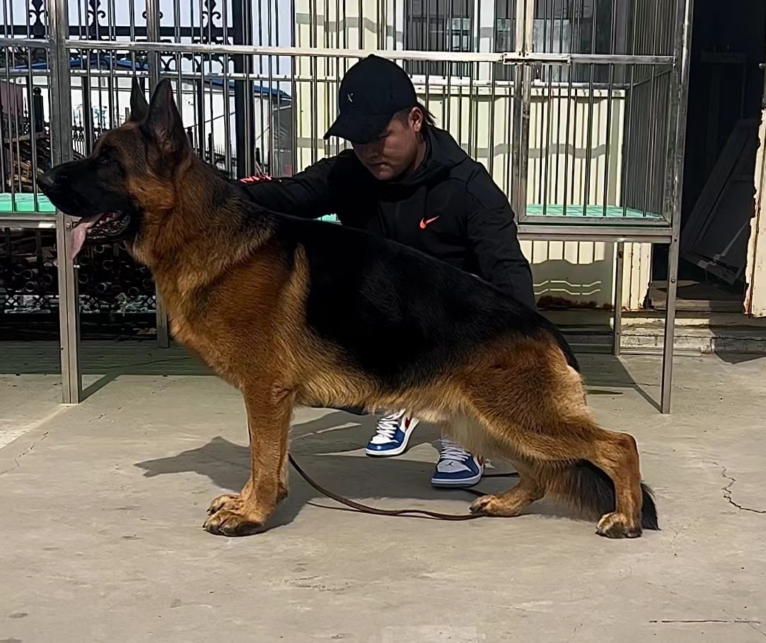 出售双血统赛级德牧幼犬VA阿瑞直子的幼犬