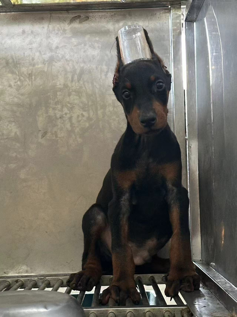 家养杜宾幼犬出售