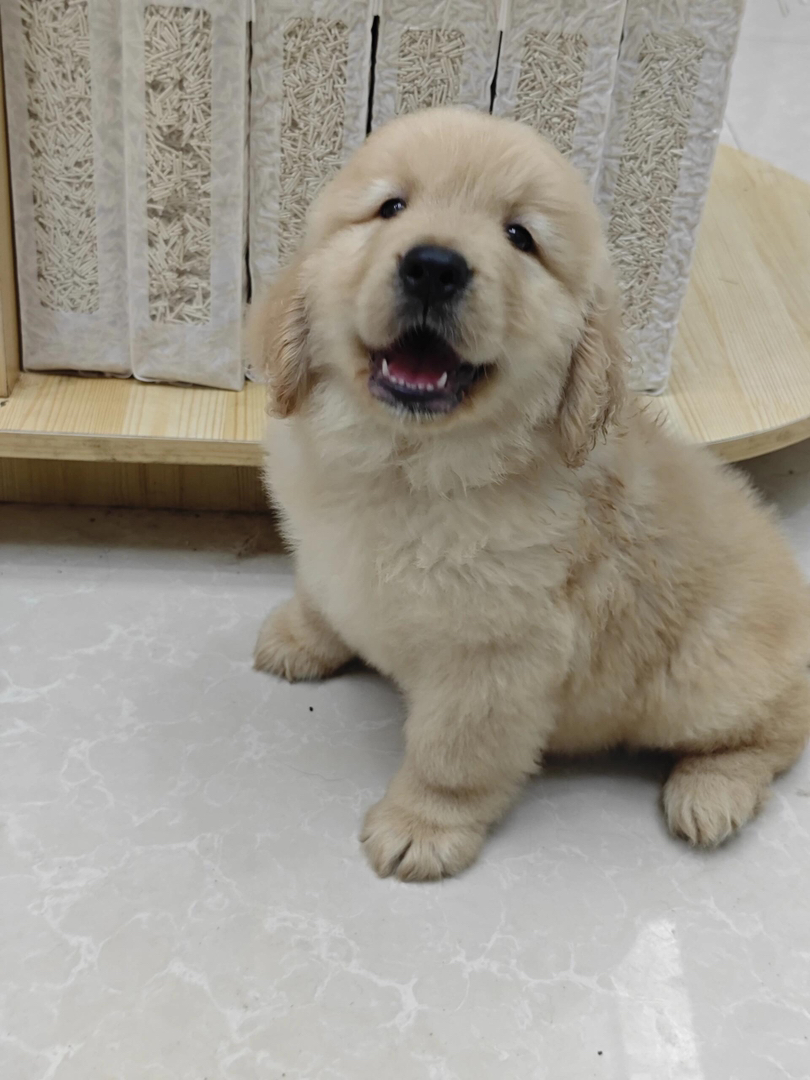 金毛幼犬，可爱活泼，性格温顺，适合家庭养殖