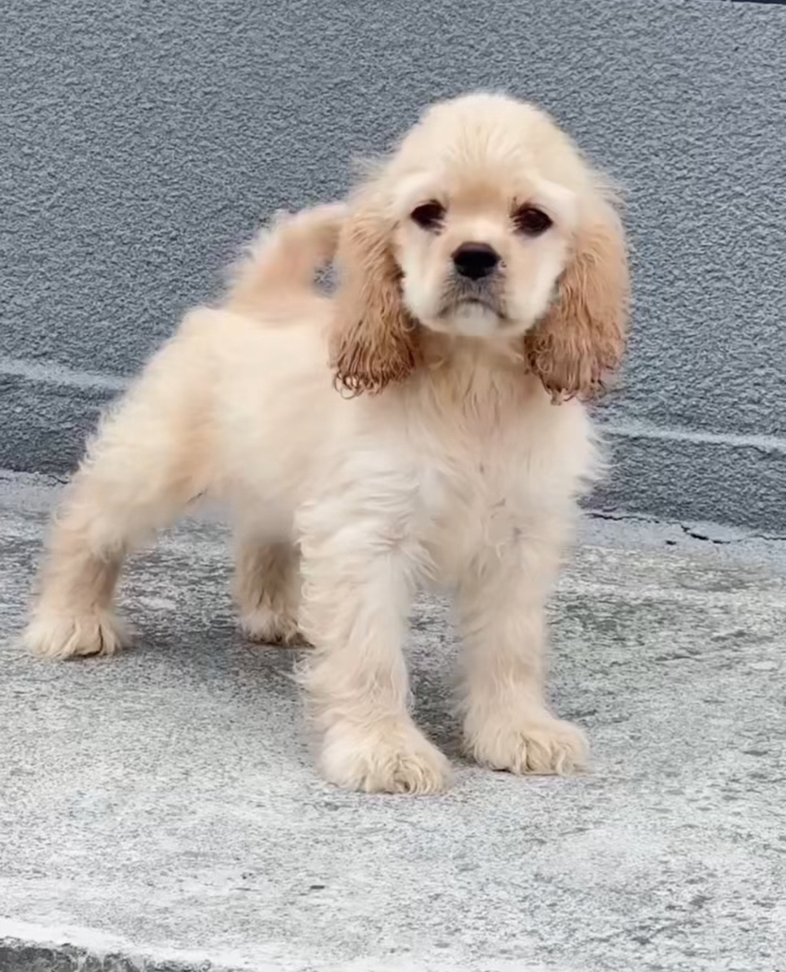 卡通版 美卡犬 实物拍摄