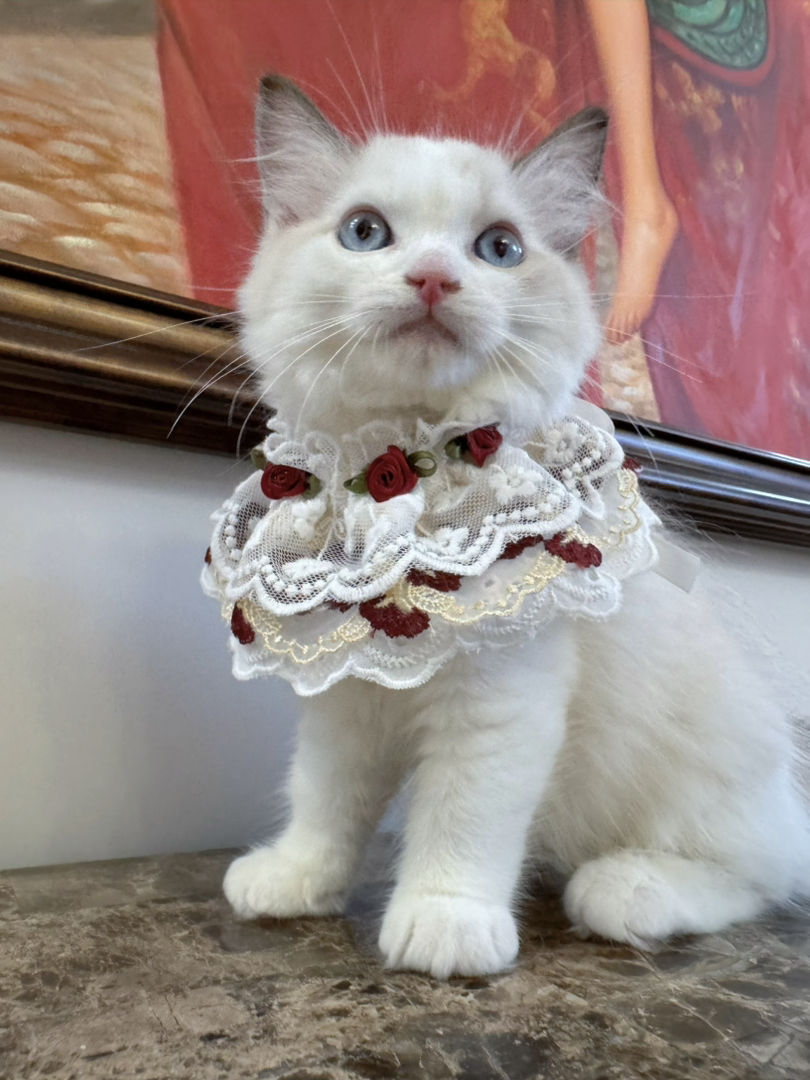 海双布偶猫，猫耳满背，白围脖杭州可上门挑选