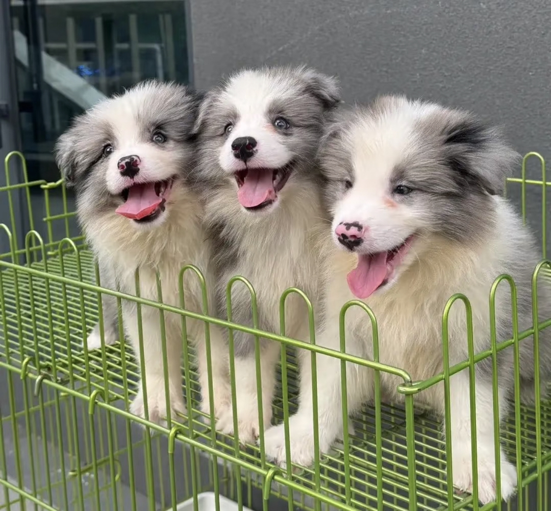 陨石色边境牧羊犬,聪明机灵,长毛飘逸,超棒的宠物伴侣