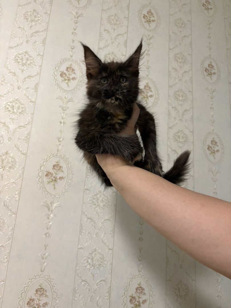 玳瑁大脚缅因妹妹