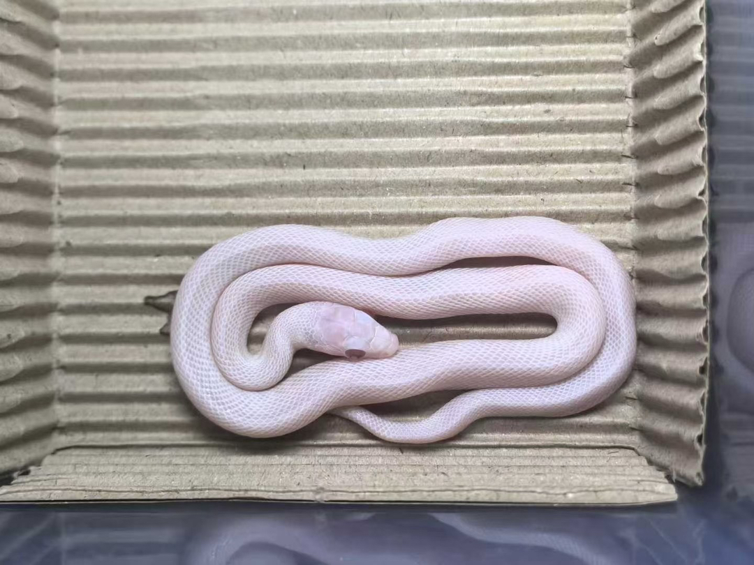 雪盲玉米蛇宝宝1只