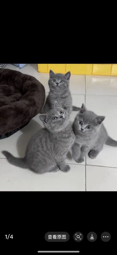 英国短毛猫幼崽,圆眼灰毛超可爱,温顺亲人好陪伴