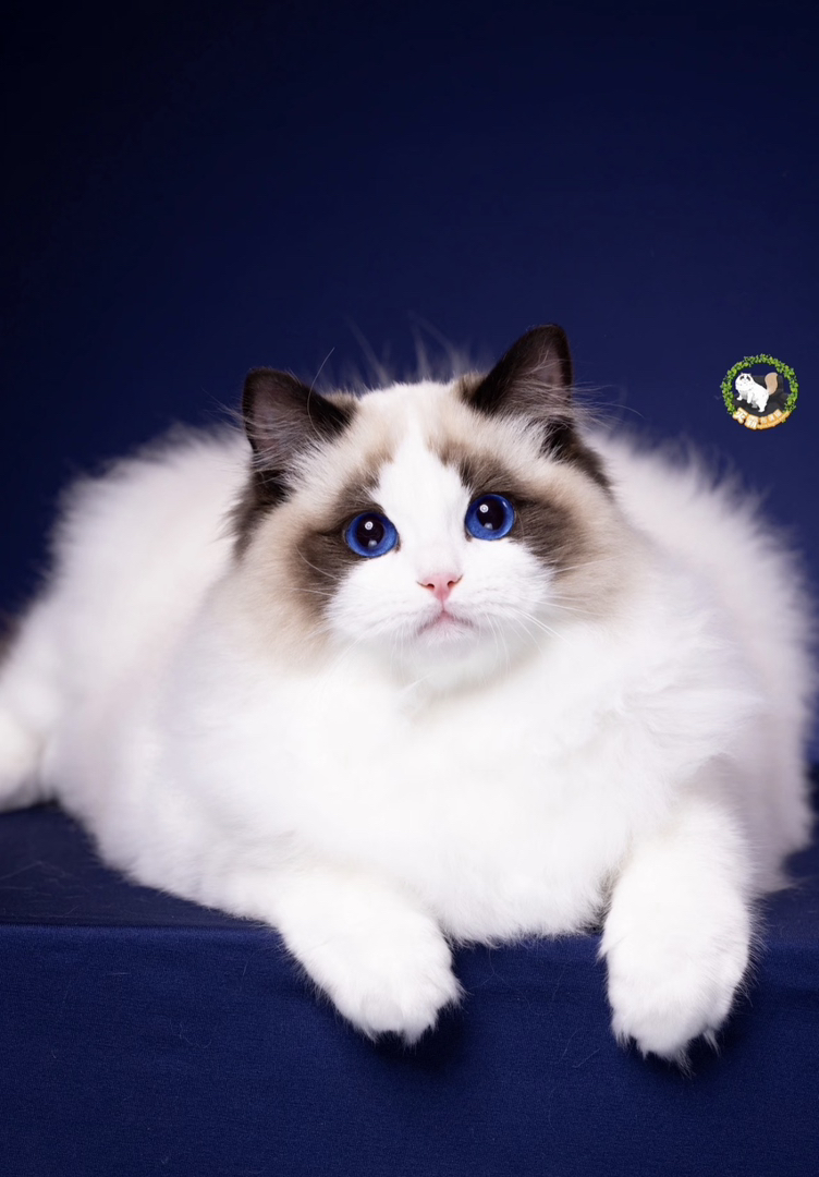 海双布偶猫，喜欢私聊