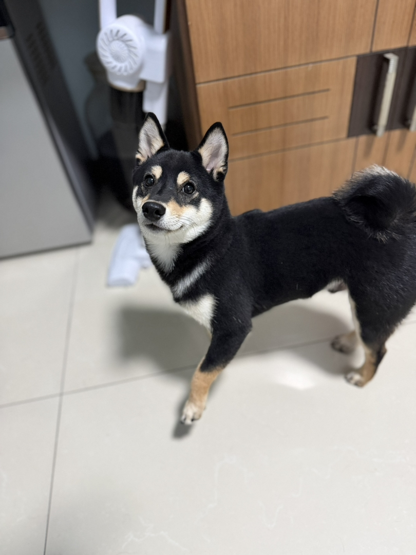 富贵 双血统豆柴 有证书
