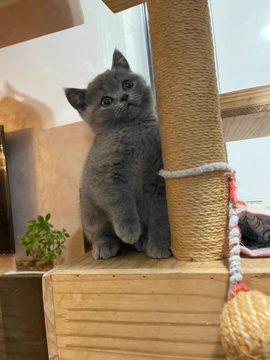 蓝猫已打疫苗驱虫保障终身售后。金渐层布偶银渐层金吉拉暹罗蓝猫银点暹罗猫