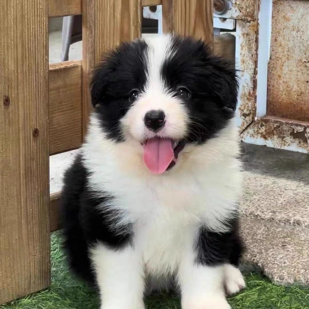 双血统边境牧羊犬❤️带证书芯片