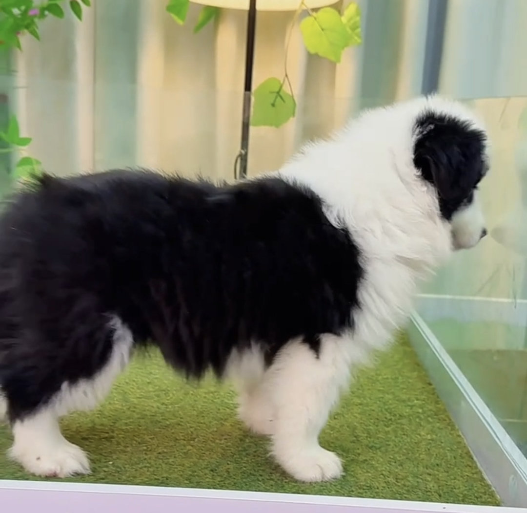 双血统高端赛级边境牧羊犬❤️七白三通