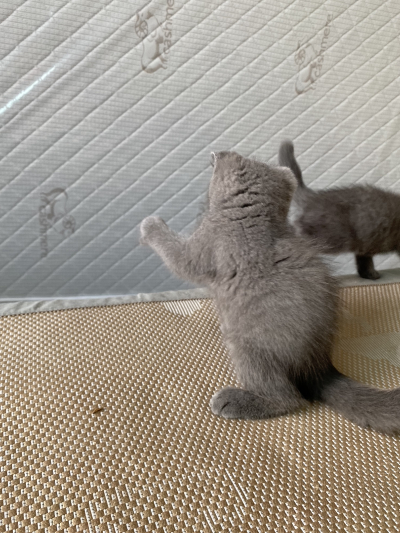 包子脸蓝猫幼崽，圆眼灰毛超可爱，温顺乖巧萌翻天