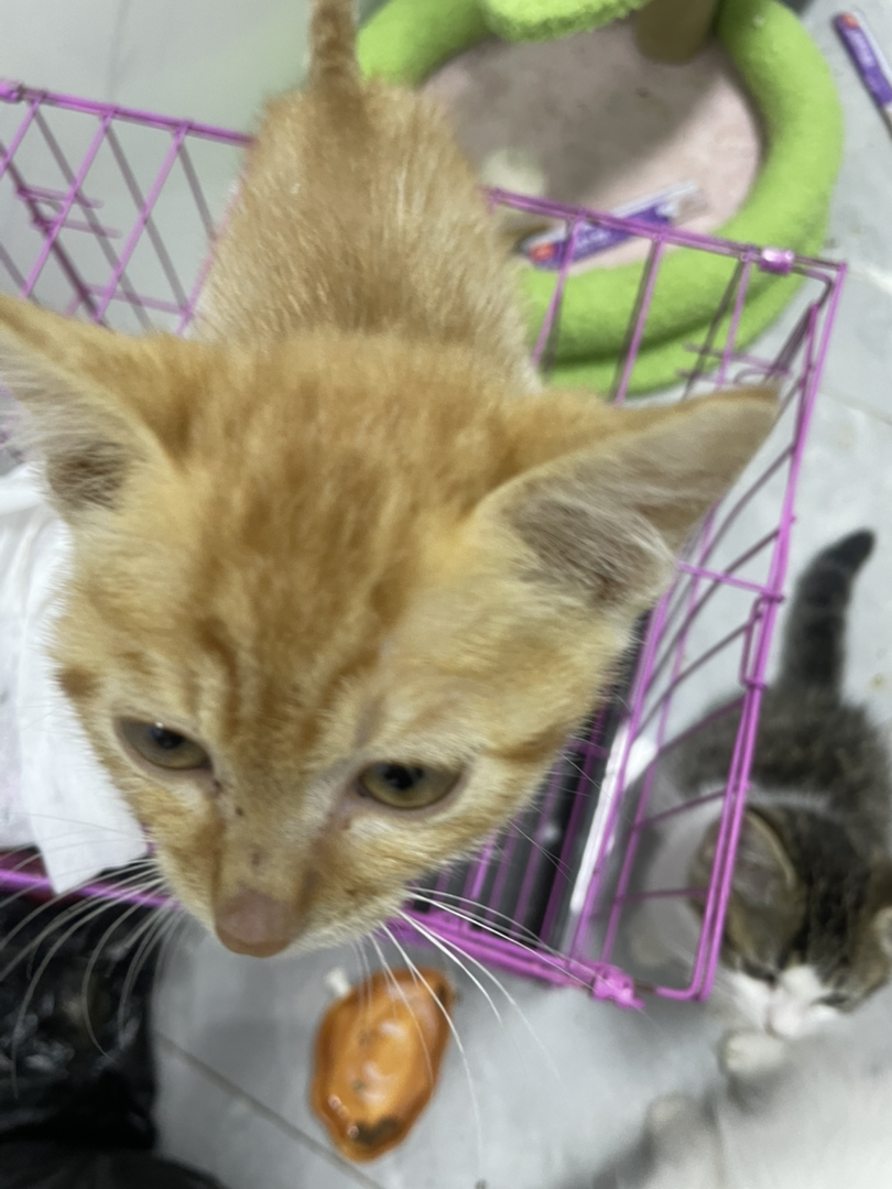 毛色特征如橘猫
