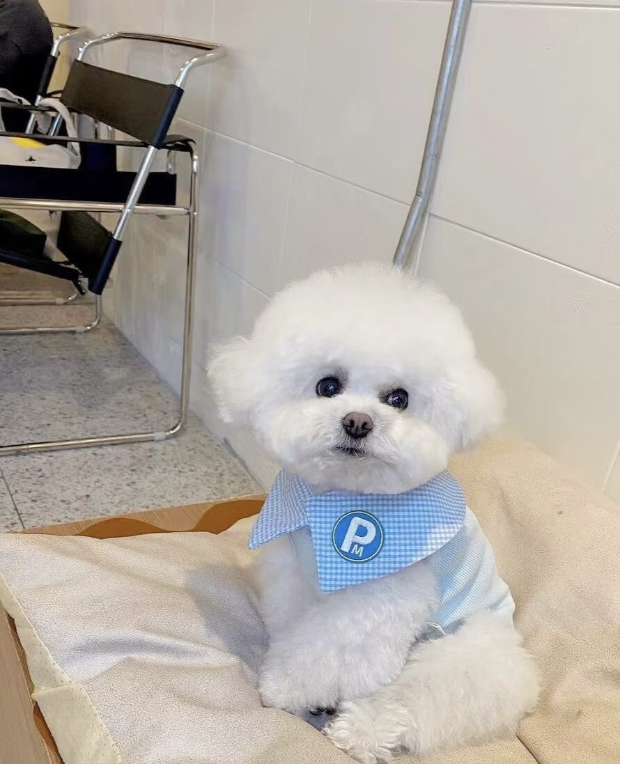 :比熊性格温顺,不拆家,待人友善,脾气好,是合格的伴侣犬。