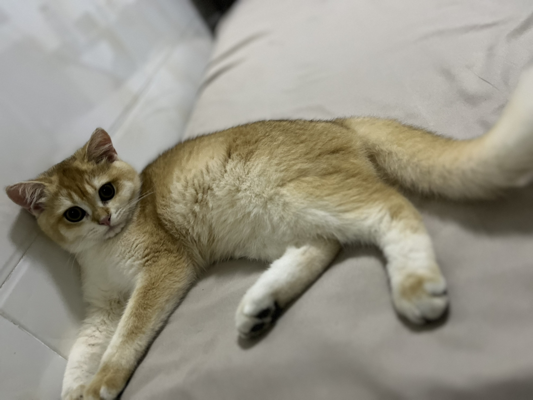 金渐层公猫已绝育三针已打