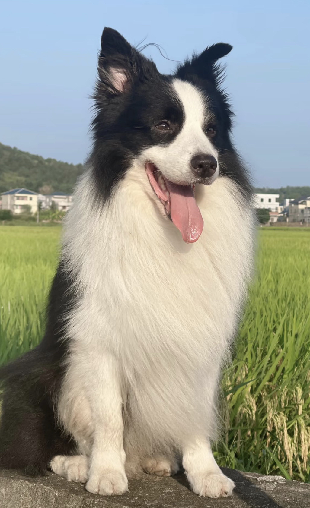 出售成犬边牧❤️七白三通