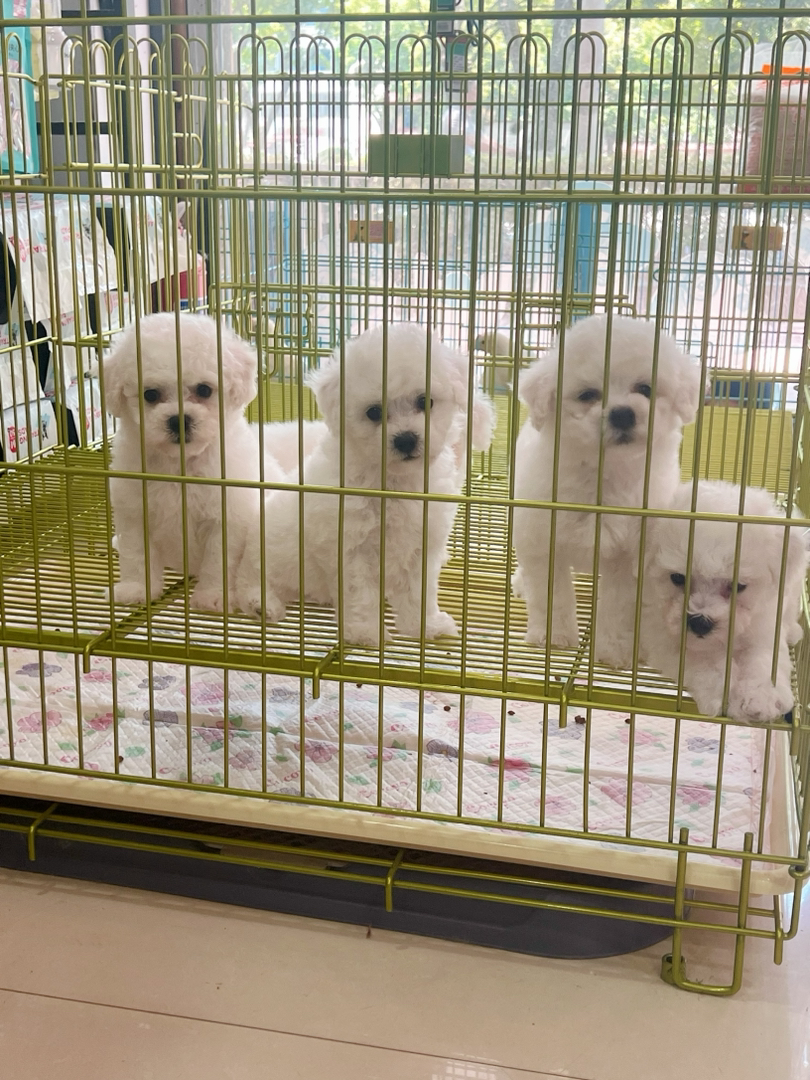 比熊幼犬