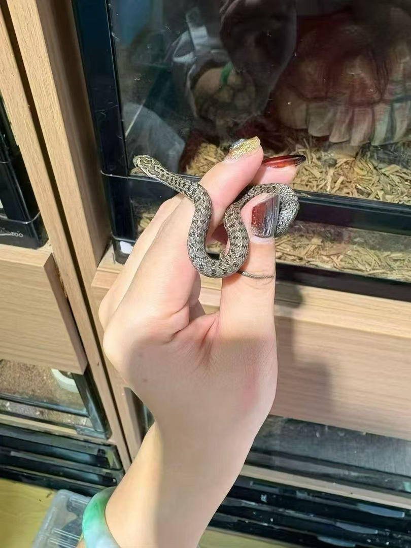 白条锦蛇苗子包邮包活包风险好养适合新手，养不死系列，不能也不需要打疫苗