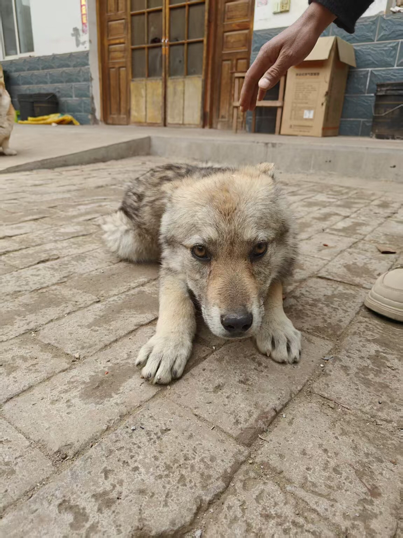 捷克狼犬找个新家！