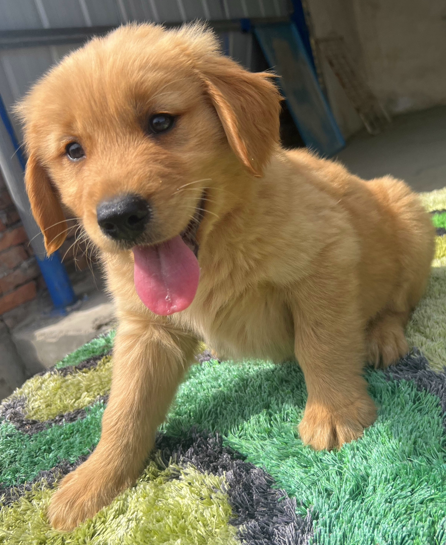 金毛幼犬,运费自理。
