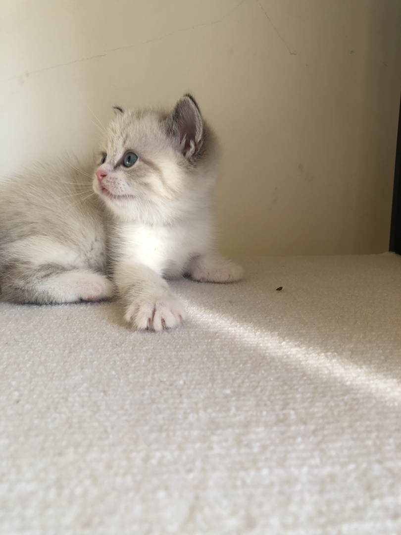 英短蓝山重点色