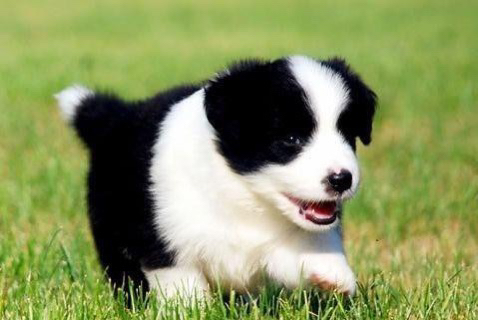 边境牧羊犬幼犬,黑白双色,聪明活泼,高智商易训练,家庭伴侣佳选