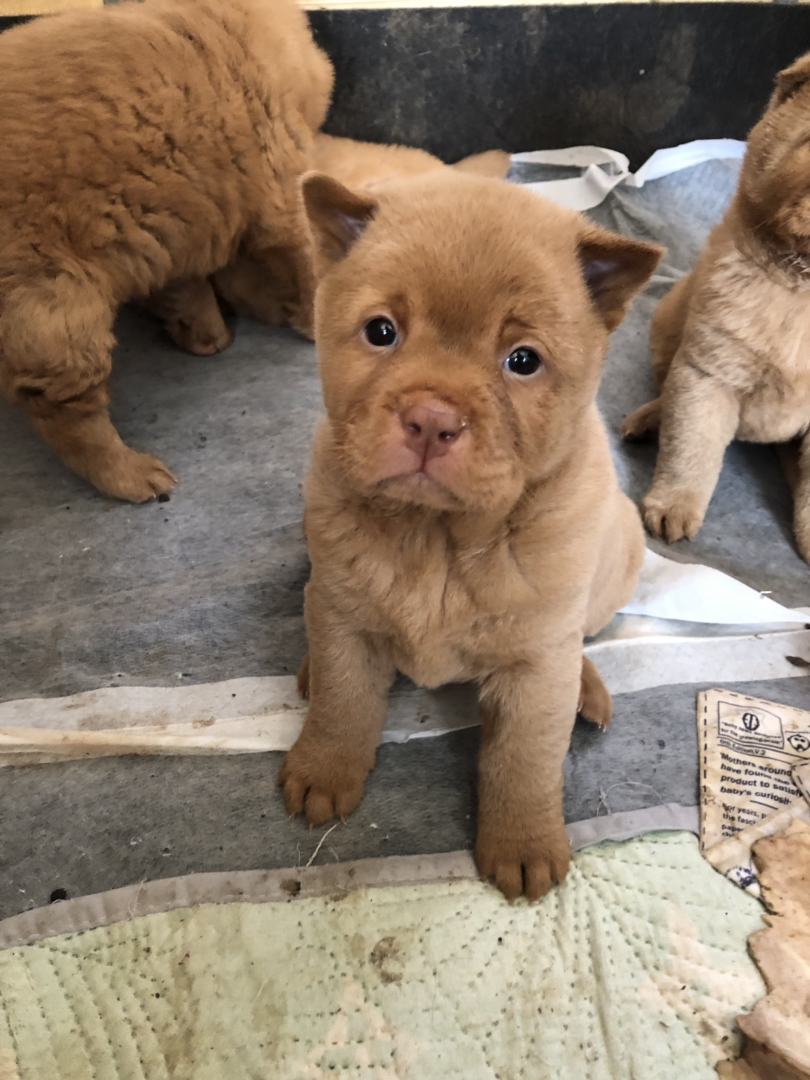 广东五红犬