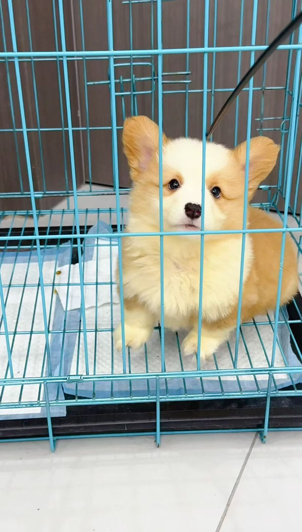 可爱柯基幼犬，短腿萌态十足，温顺乖巧的贴心小伙伴