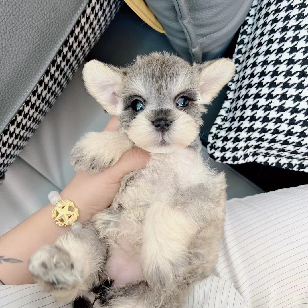 米其耳椒盐色雪纳瑞