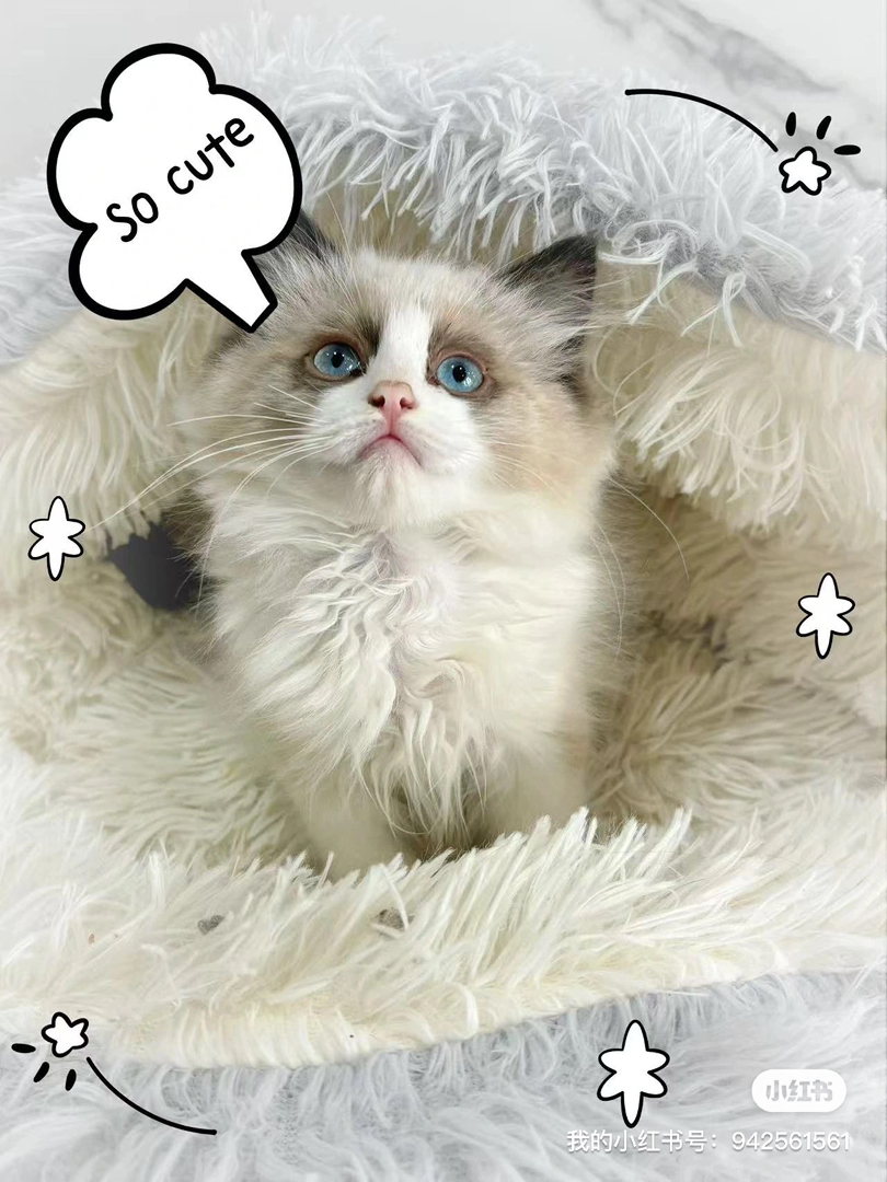 布偶猫