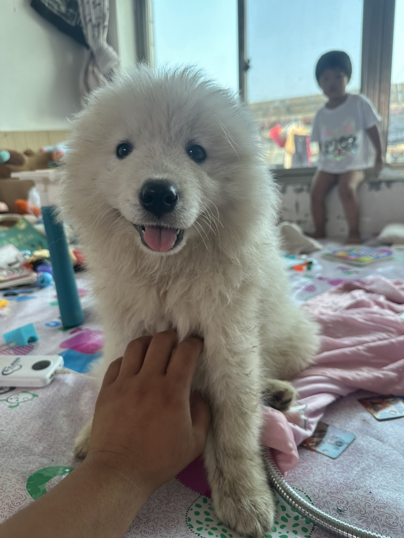 萨摩耶犬
