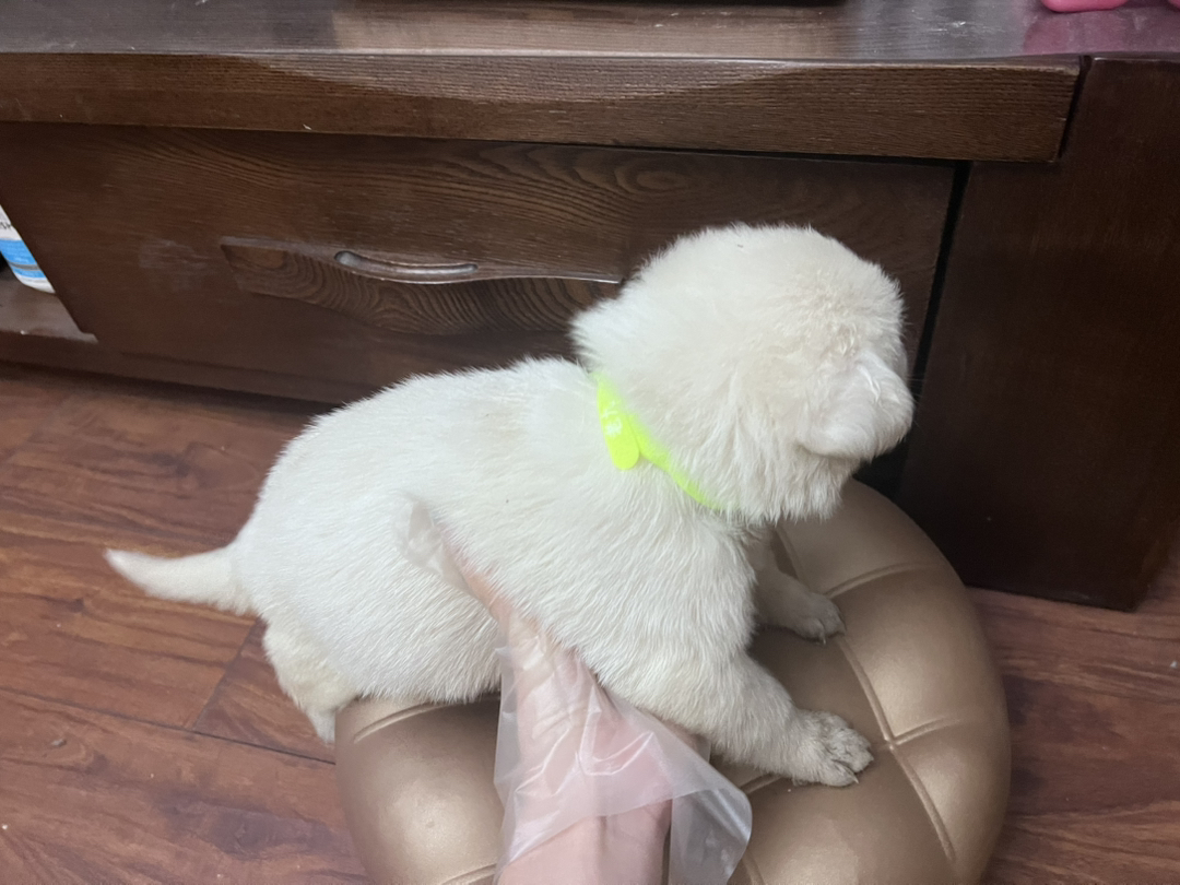 白色瑞士牧羊犬！看家护院一把好手！