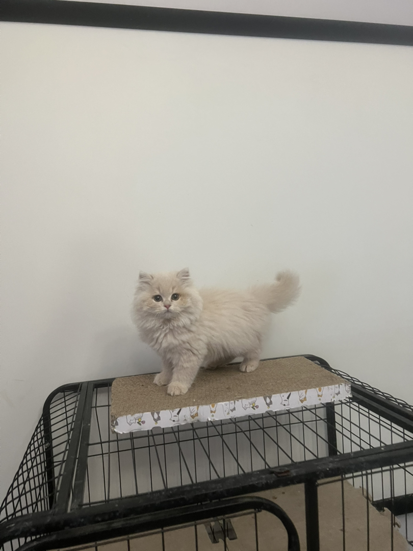 米努特稀有色高地弟弟