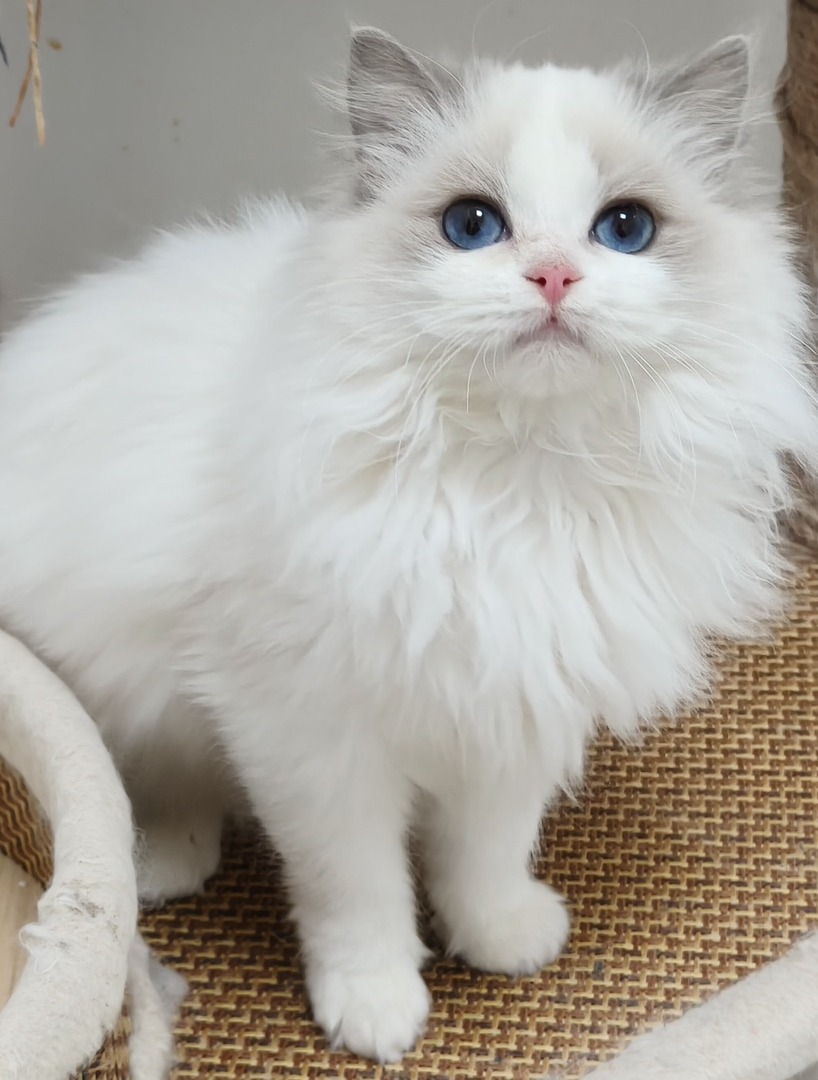 赛级双血统布偶猫蓝双妹妹，黏人性格好，活泼好动又可爱不挑食