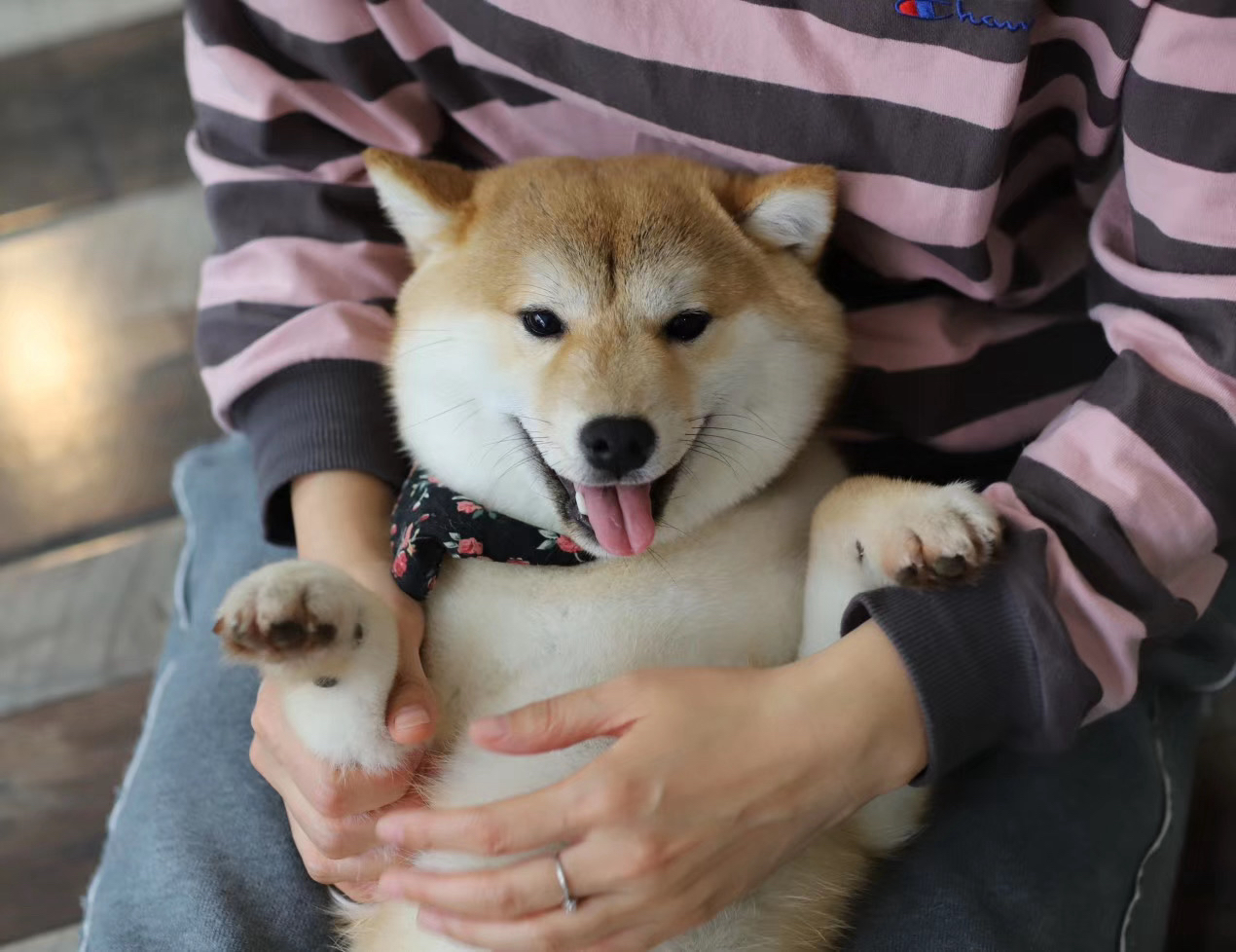 双血统柴犬宝宝❤️