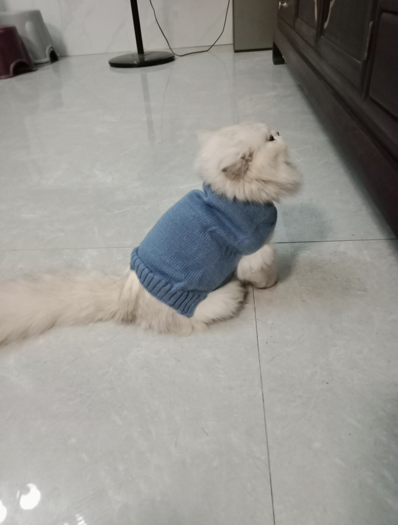 拿破仑金吉拉纯种母猫公猫