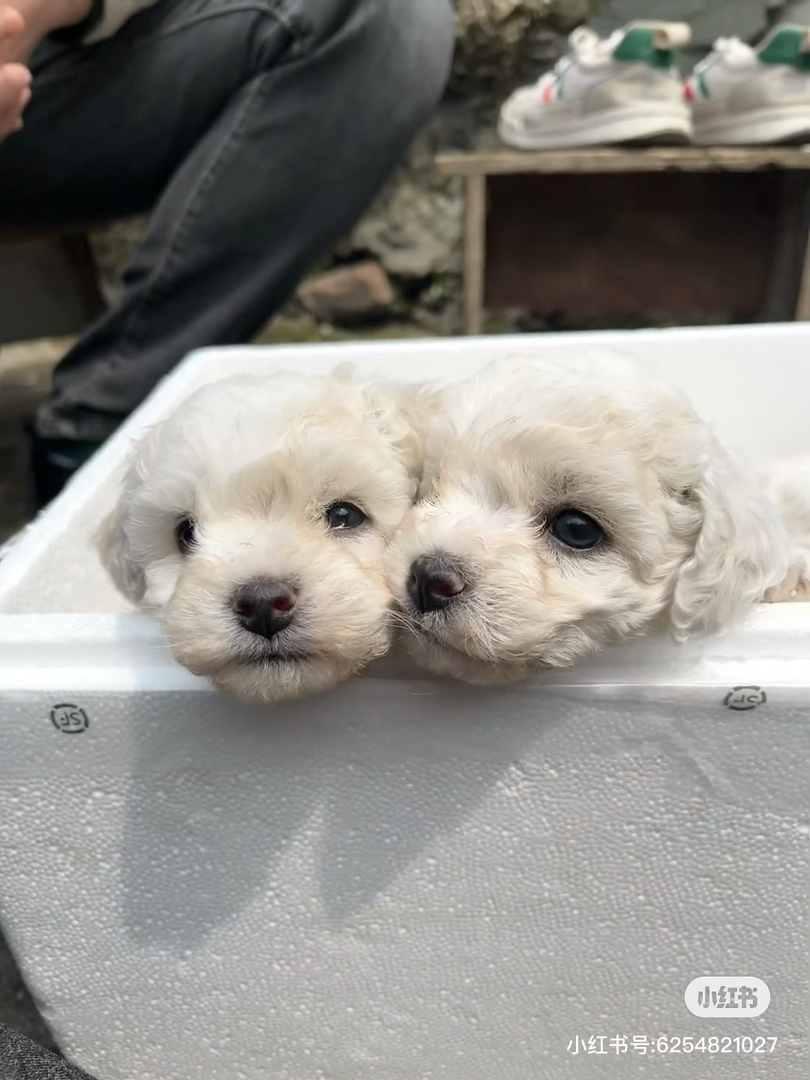 可爱比熊犬幼犬,圆眼卷毛萌翻天,陪伴好伙伴