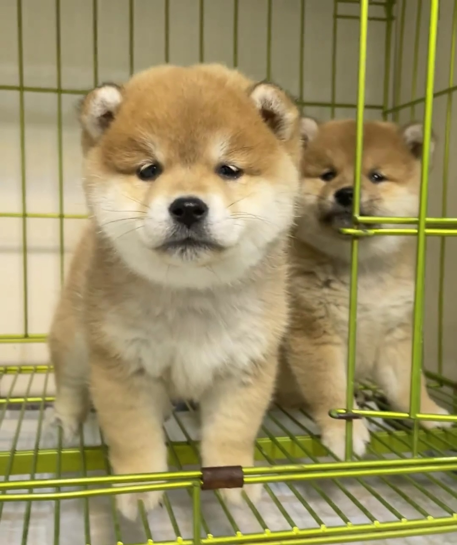 近期打算养柴犬的姐妹围观我吧🐕