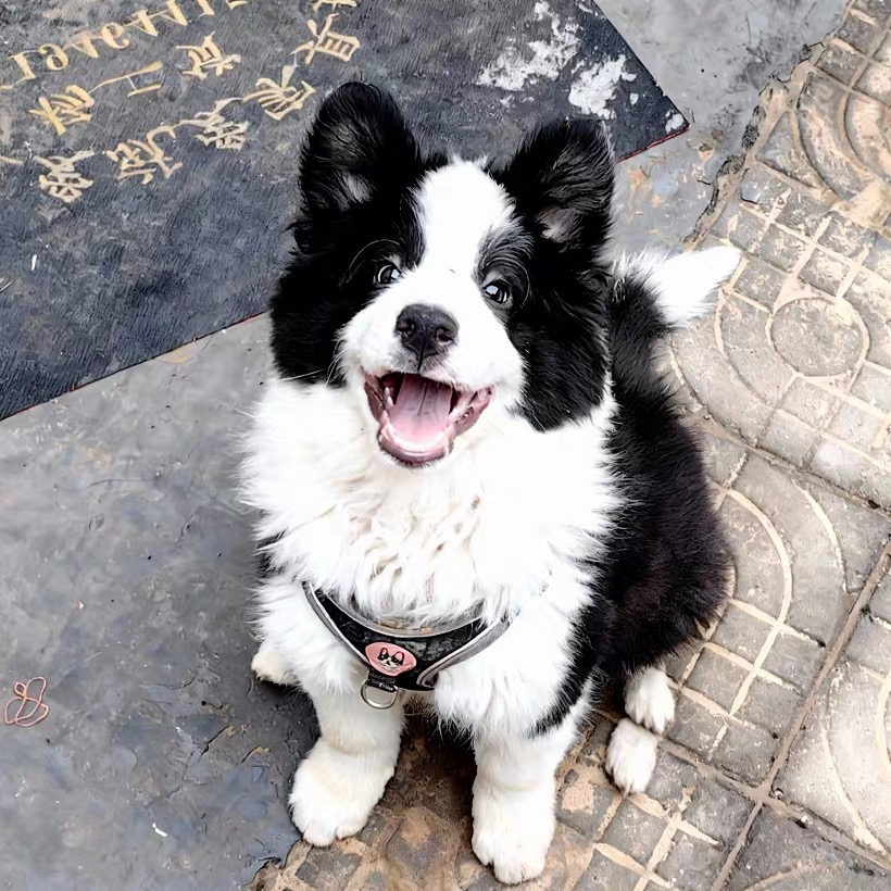 双血统边境牧羊犬❤️带证书芯片