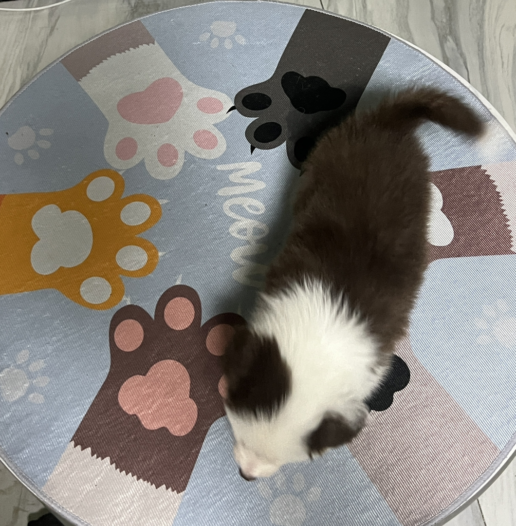 咖啡色超帅气海盗花色弟弟