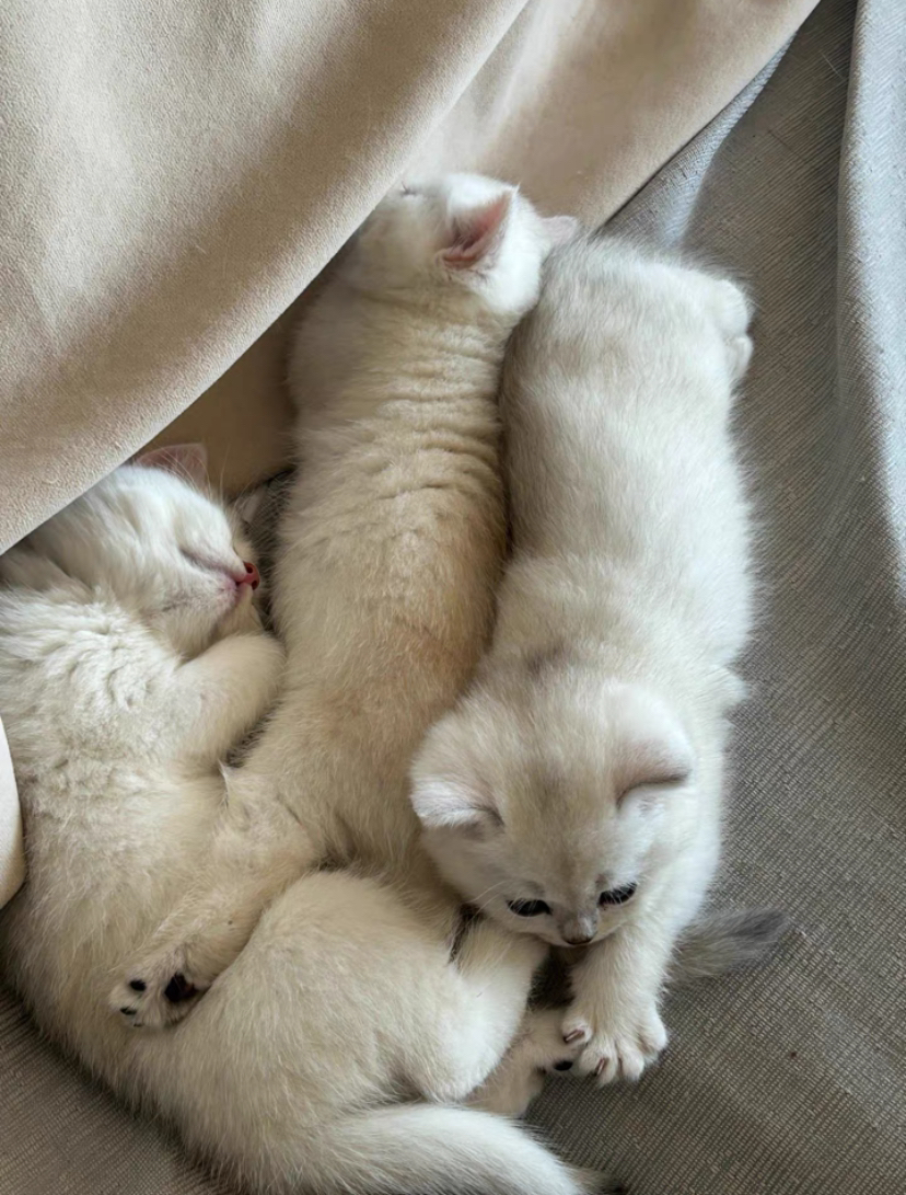 银渐层猫咪，大包子脸，颜值超高，温柔可爱，你的贴心小伴侣