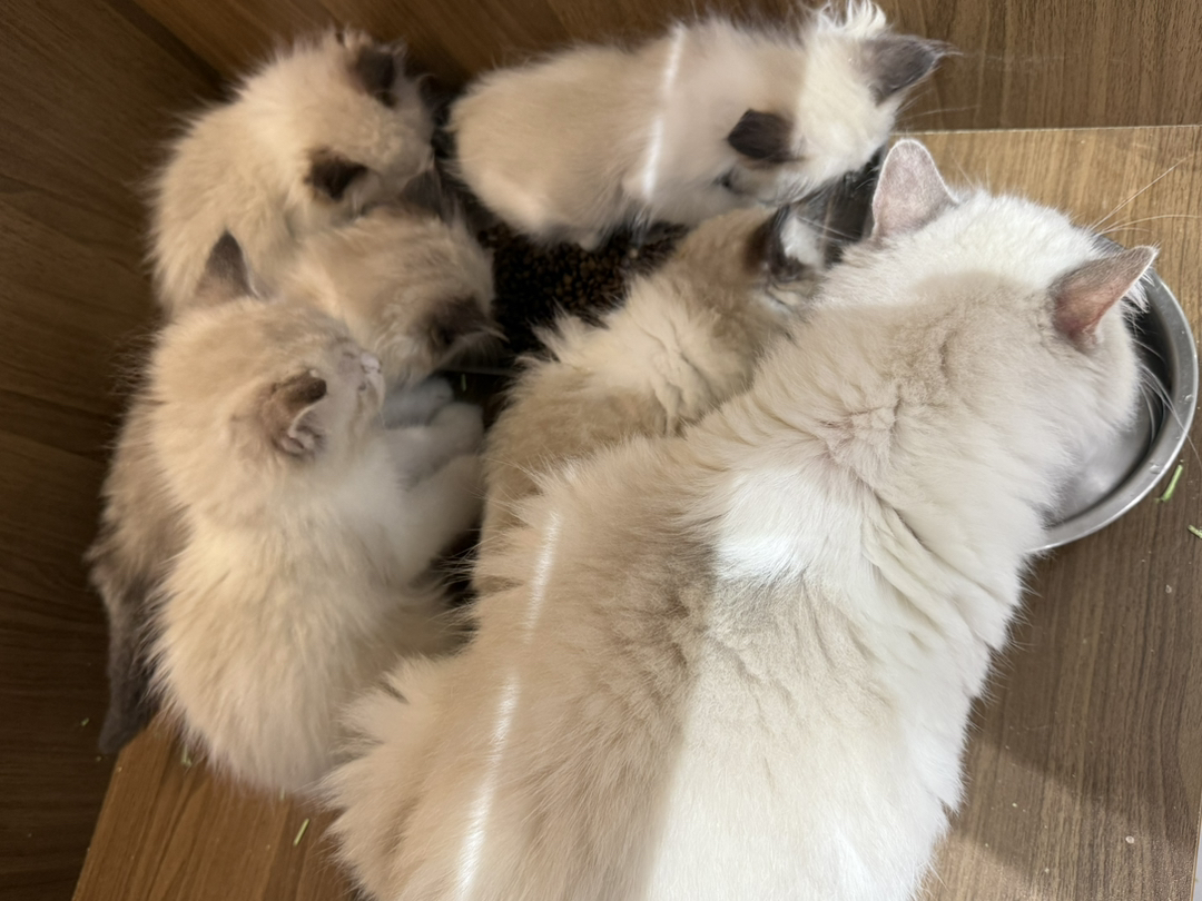 布偶猫幼崽,颜值超高,性格温柔,陪伴你的贴心萌宠