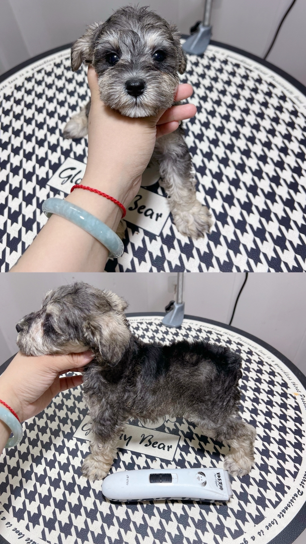 小体雪纳瑞幼犬,颜值高性格好,养宠首选