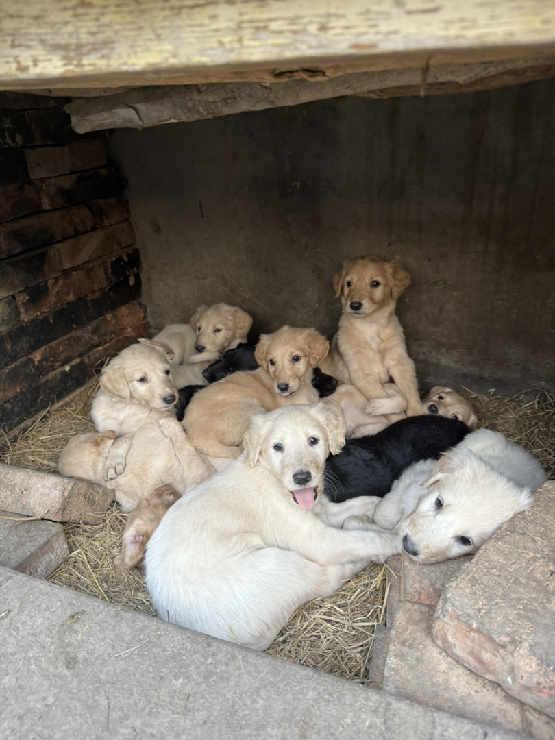 山东本地细优秀的中华田园犬优秀的猎犬忠诚的看家犬护卫犬忠心护主聪明