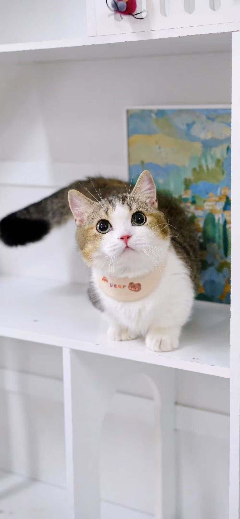 矮脚金加白猫咪❤️曼基康矮脚猫