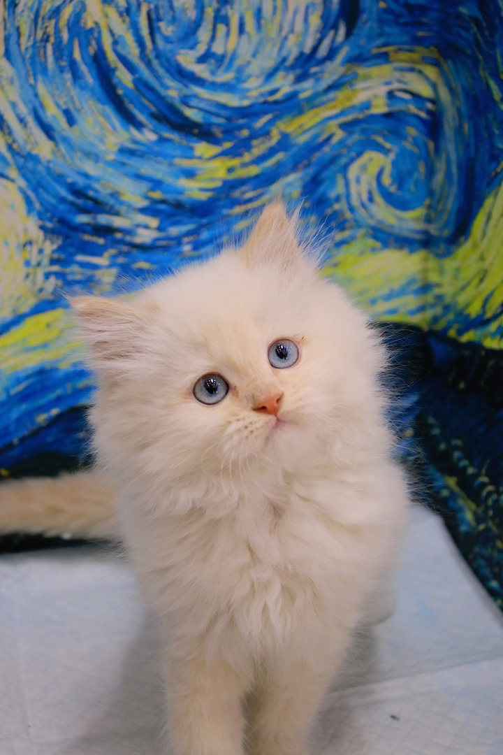 稀有色小猫 长毛金点 像烤焦的小面包,毛长蓬松 蓝色大眼 喜欢联系哦
