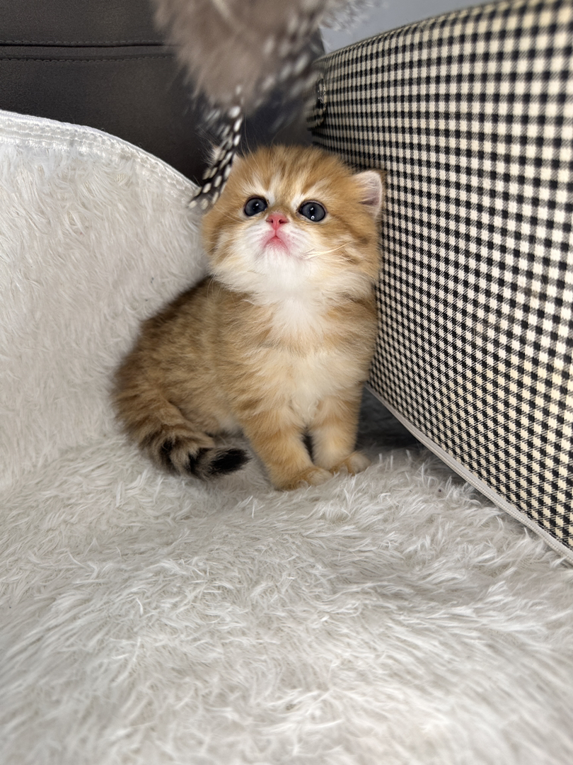 可爱金渐层小猫，毛茸茸颜值高，温顺乖巧好伴侣