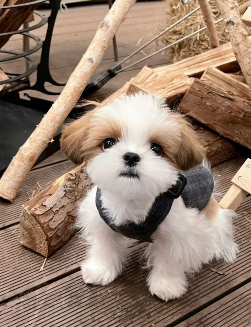 可爱西施犬幼犬，毛球般蓬松，颜值高性格乖