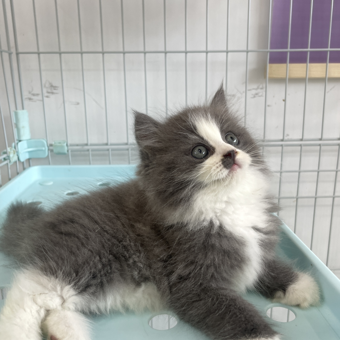 蓝白长毛 性格很好 胆子大 是大家口中的小狗猫