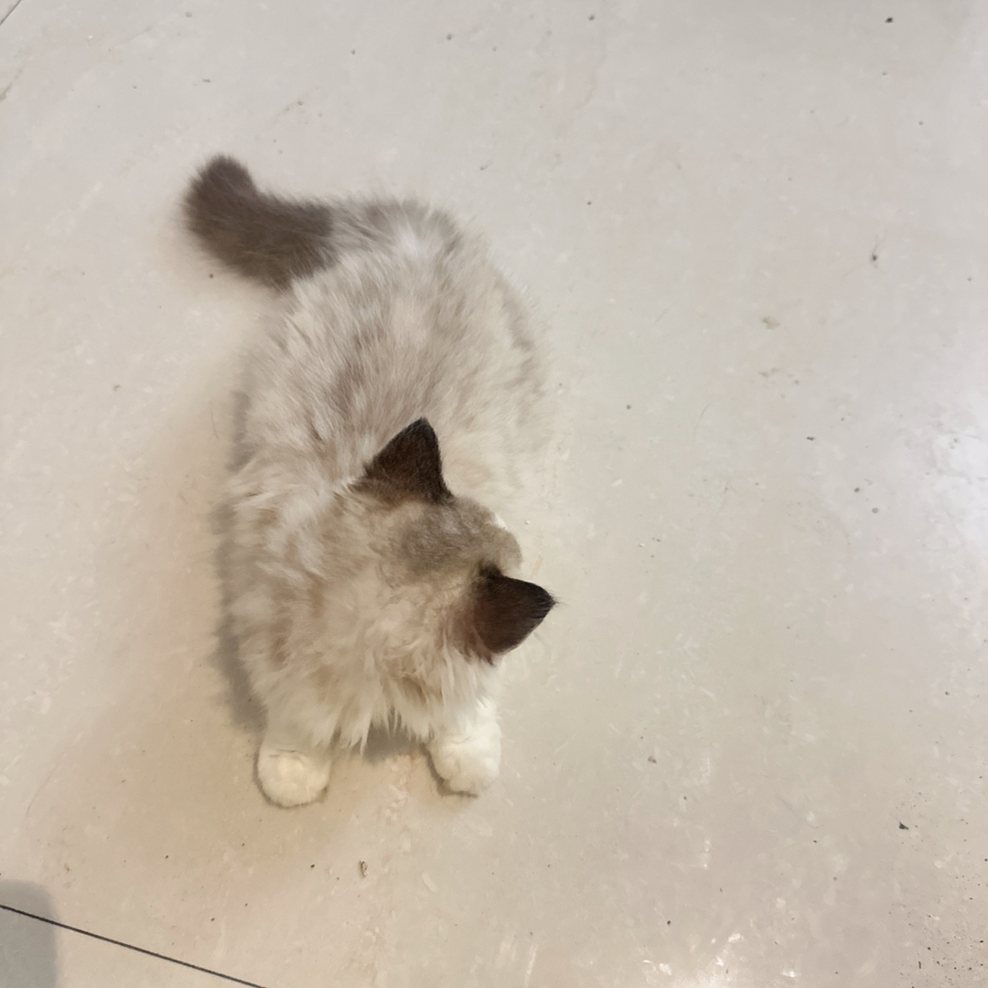 布偶猫