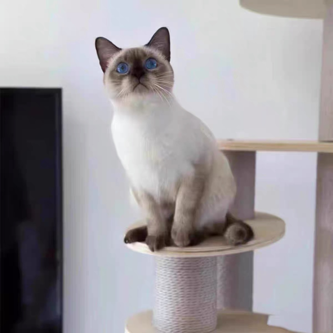 纯种暹罗猫❤精品大眼睛